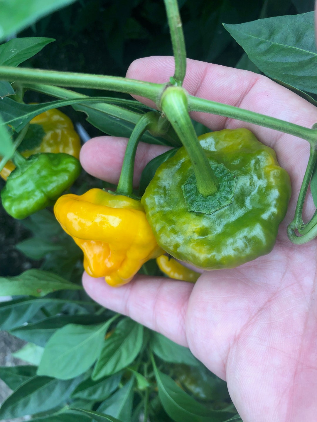 Yellow Jamaican Mushroom Pepper Seeds 2021 Etsy