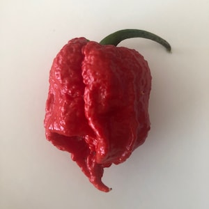 7 Pot Primo pepper seeds (2021)