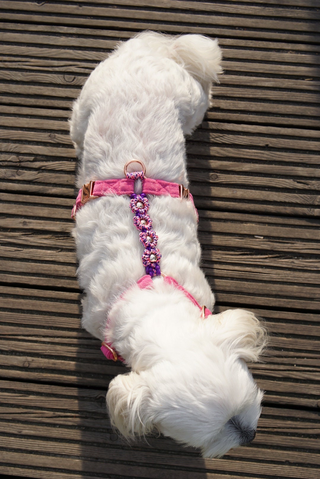 Best collar for maltese top