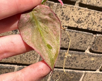 MINT Micans Philodendron Variegated Single Leaf Mid Cut Cutting