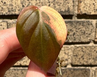 PINK Micans Aurea Philodendron Variegated Single Leaf TOP Cutting