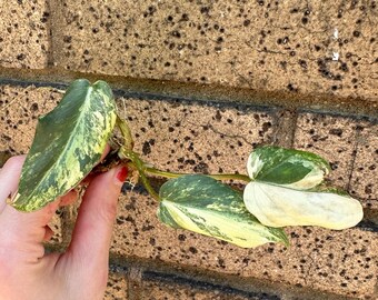 Variegated GLORIOSUM Philodendron Mid Cut Plant ULTRA RARE