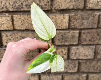 Variegated Fuzzy Petiole Philodendron Small Plant