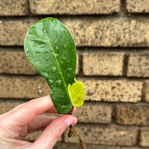 Variegated Squamiferum Mid Cut Squami Philodendron Plant Cutting image 1