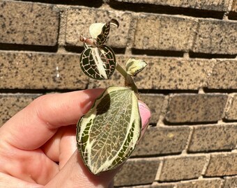 ULTRA RARE Variegated Anectochilus Jewel Orchid