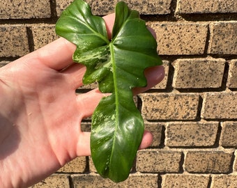 Variegated Golden Dragon Single Leaf TOP Cut