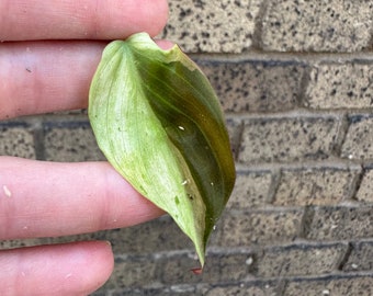 MINT Micans Philodendron Variegated Single Leaf Mid Cut Cutting