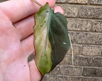 MINT Micans Philodendron Variegated Single Leaf Mid Cut Cutting