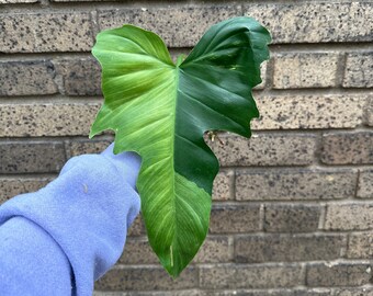 MINT Golden Dragon Variegated Philodendron Plant