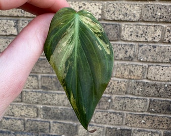 MINT Micans Philodendron Variegated Single Leaf Mid Cut Cutting