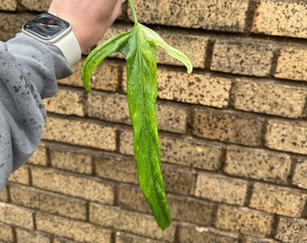 Holtonianum TWO NODE Philodendron Variegated Single Leaf Mid Cutting