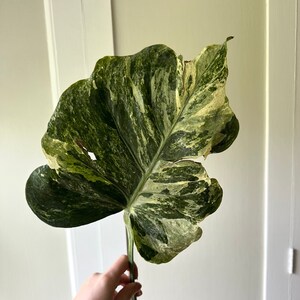 Monstera Oceana Ocean Mint TWO NODE Single Leaf Rooting Cutting - Etsy
