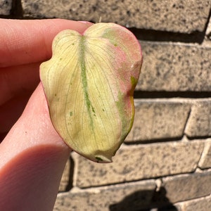 MINT Pink Micans Philodendron Variegated Single Leaf Mid Cut Cutting image 4