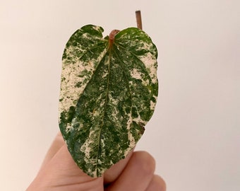 ULTRA RARE Piper Sylvaticum Variegated Single Leaf Cutting