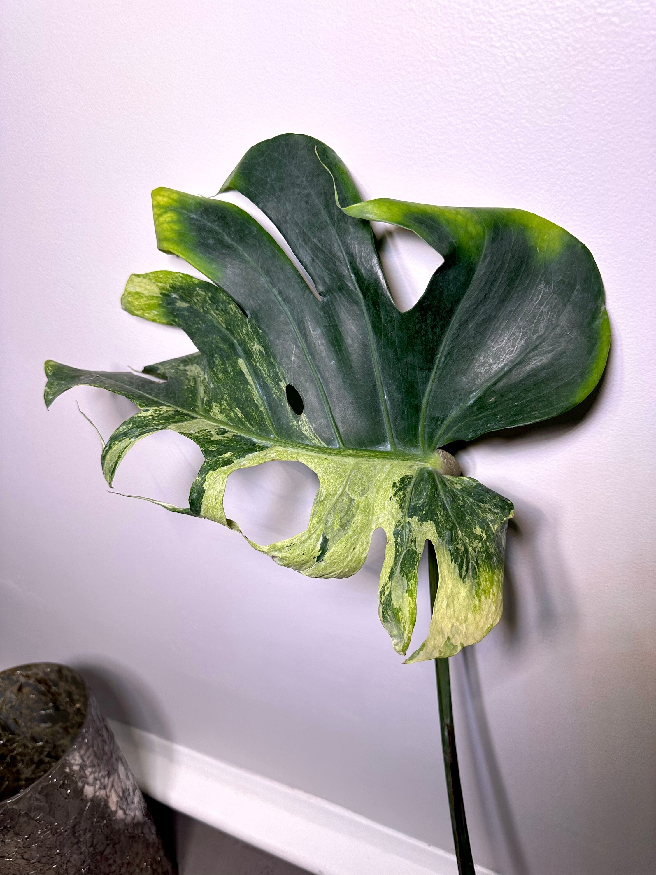Monstera Contorta Oceana Ocean Mint Single Leaf Rooting Etsy