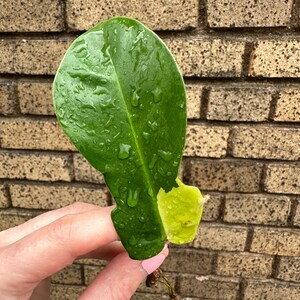 Variegated Squamiferum Mid Cut Squami Philodendron Plant Cutting image 2