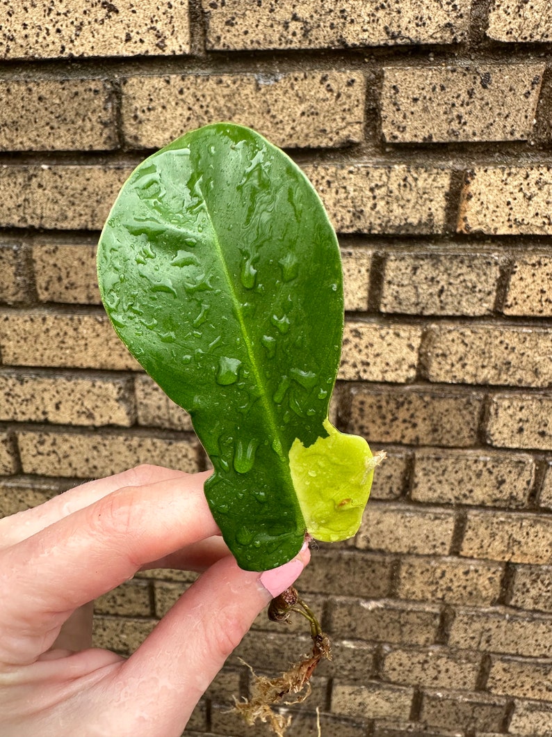 Variegated Squamiferum Mid Cut Squami Philodendron Plant Cutting image 2