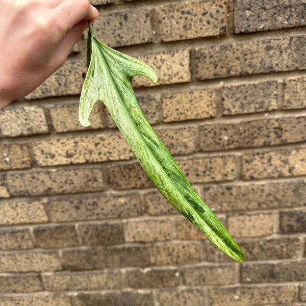 Holtonianum Philodendron Variegated Single Leaf Mid Cutting