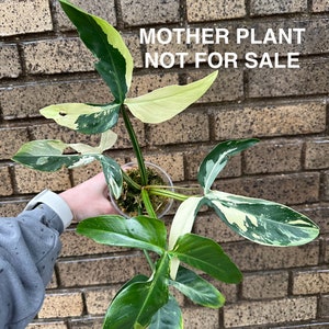 RARE Tripartitum Variegated Philodendron Mid Cut image 5