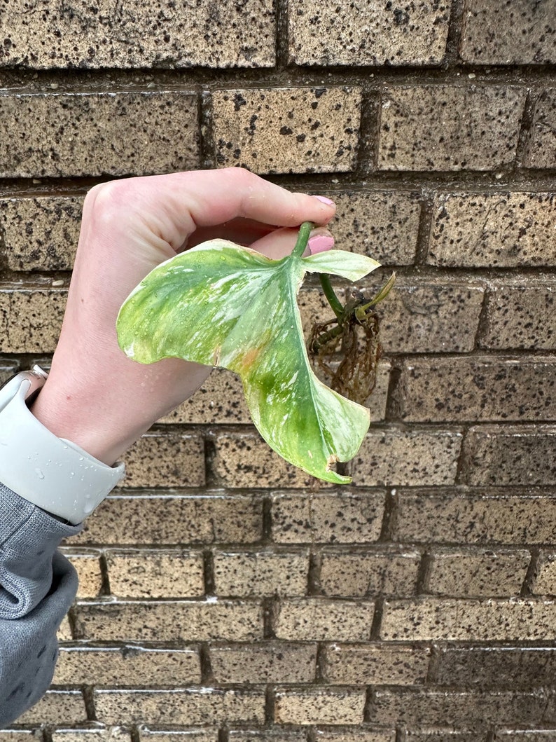 RARE Tripartitum Variegated Philodendron Mid Cut image 1