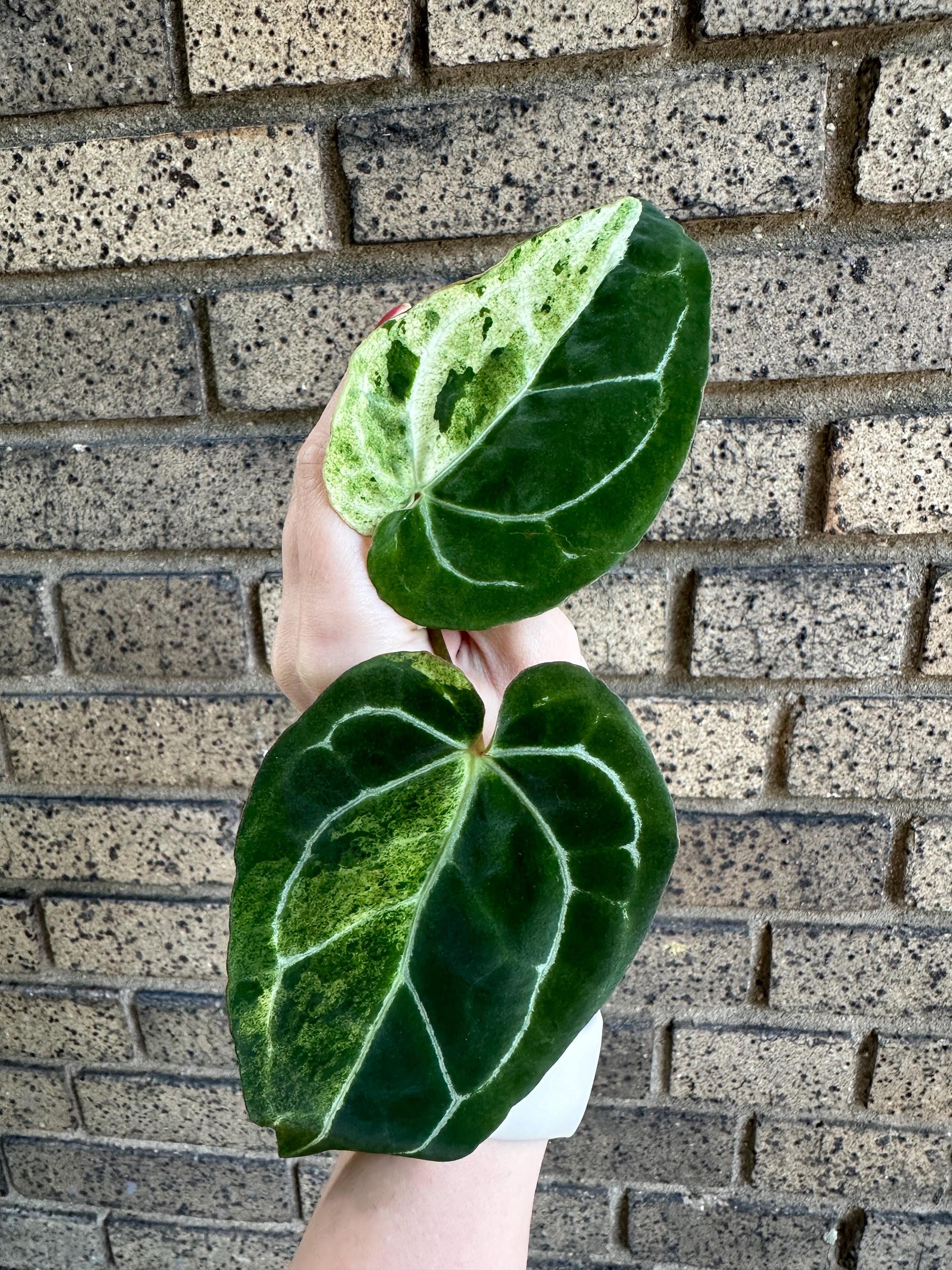 MINT Crystallinum Variegated Anthurium Two Leaf TOP Cutting RARE