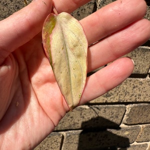 MINT Pink Micans Philodendron Variegated Single Leaf Mid Cut Cutting image 2