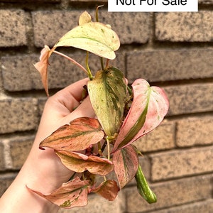 MINT Pink Micans Philodendron Variegated Single Leaf Mid Cut Cutting image 7