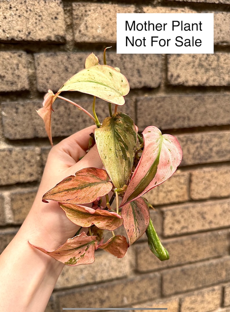 MINT Pink Micans Philodendron Variegated Single Leaf Mid Cut Cutting image 7