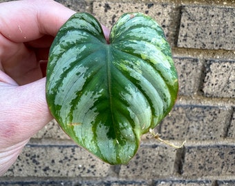 Variegated MAMEI Philodendron Single Leaf Mid Cut Cutting