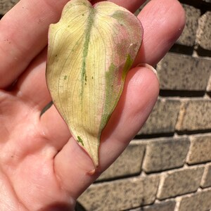 MINT Pink Micans Philodendron Variegated Single Leaf Mid Cut Cutting image 2