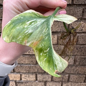 RARE Tripartitum Variegated Philodendron Mid Cut image 2