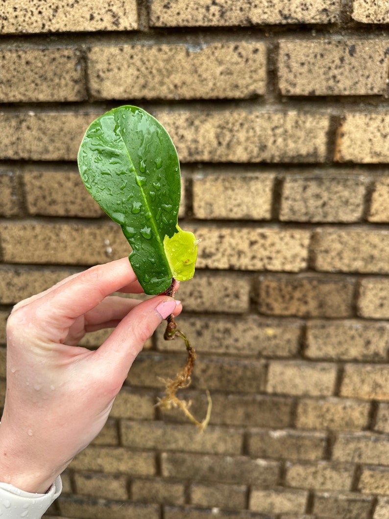 Variegated Squamiferum Mid Cut Squami Philodendron Plant Cutting image 1