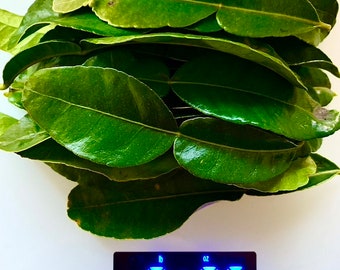 Könnte beinhalten: Ein Stapel frischer, glänzend dunkelgrüner Kaffirlimettenblätter auf einer weißen digitalen Küchenwaage. Das Display der Waage zeigt ein Gewicht von 14 Gramm in leuchtend blauen Ziffern, mit dem Markennamen Salter unter dem Bildschirm.