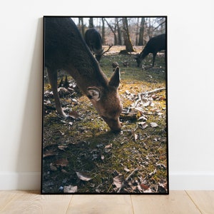 Poster: Reh im Wald