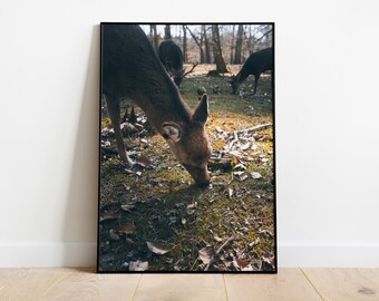 Poster: Hert in het bos