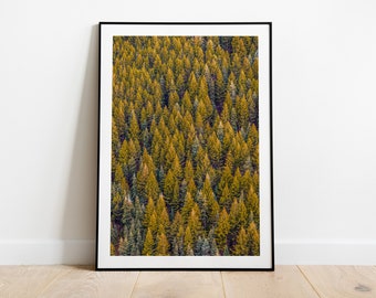 Poster: Boslandschap, groen