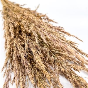 Natural Dried Grass Bundle – Perfect for Floral Arrangements and Home Decor (20&quot;-24&quot; stems)