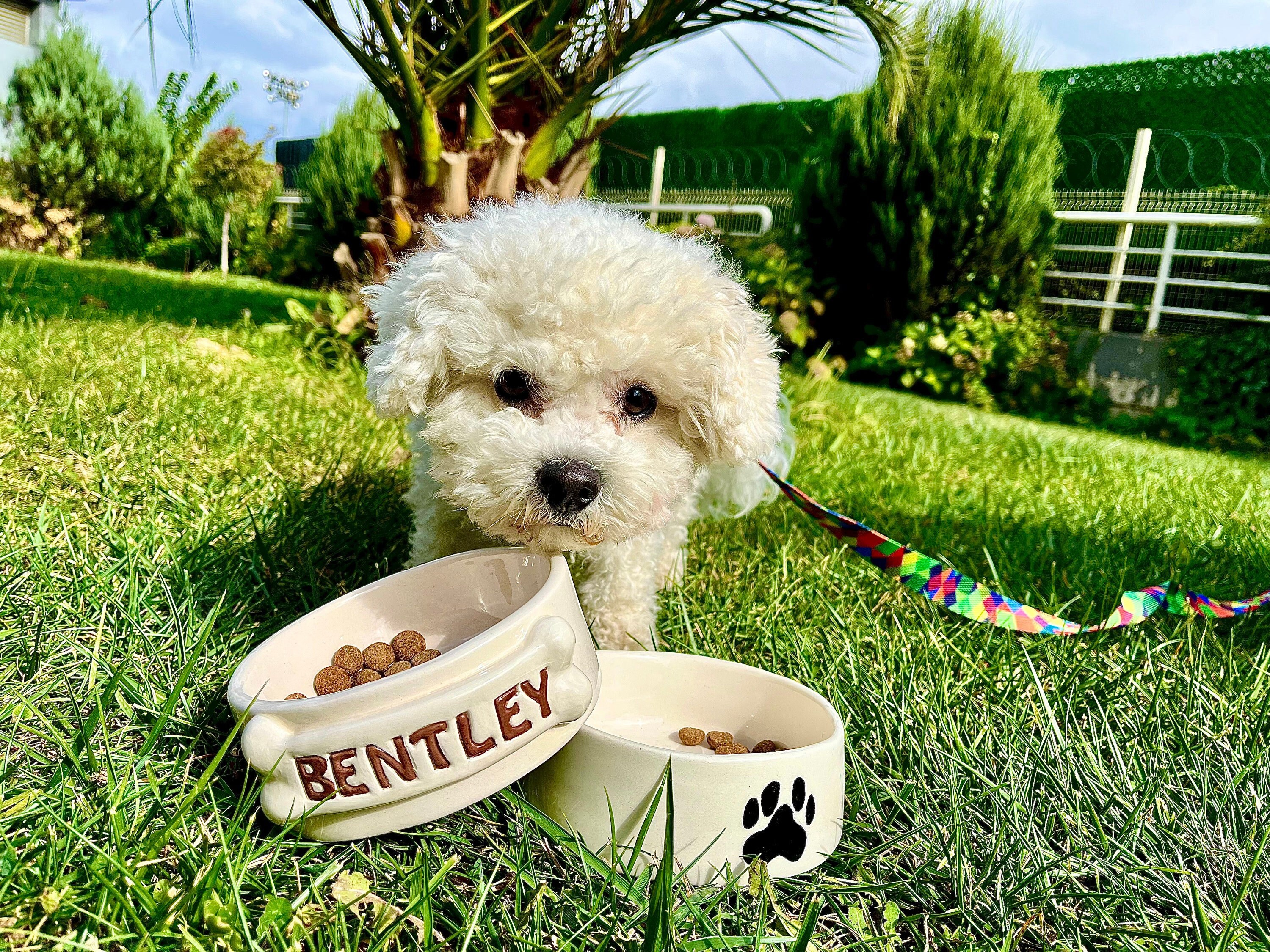 Top paw princess dog bowl sales