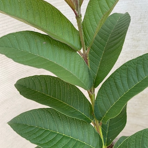 Dried Organic Guava Leaves No chemical pesticide, Healthy Tea