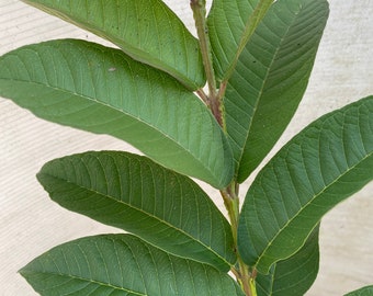 Feuilles de goyave fraîches biologiques, sans pesticide chimique, thé sain