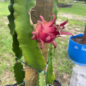 Dragon Fruit cuttings Pitaya