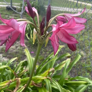 Crinum Lily bulbs