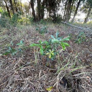 May include: A close-up shot of several young oak saplings with vibrant green leaves, set against a backdrop of dry grass and fallen leaves. The scene is bathed in natural light, with trees in the background.
