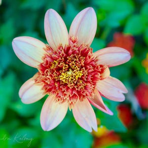 Puede incluir: Primer plano de una flor con pétalos de color rosa pálido y un centro rojo y amarillo vibrante. La flor está en plena floración, sobre un fondo verde borroso. La imagen está bien iluminada, mostrando los intrincados detalles de la flor.