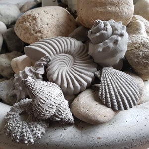 Silicone - Casting Mold - Shells Various Variations