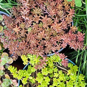 Sedum Album – Cold-Hardy Groundcover Succulent | White Flowering - &#39;Athoum&#39; - &#39;Black Pearl&#39;