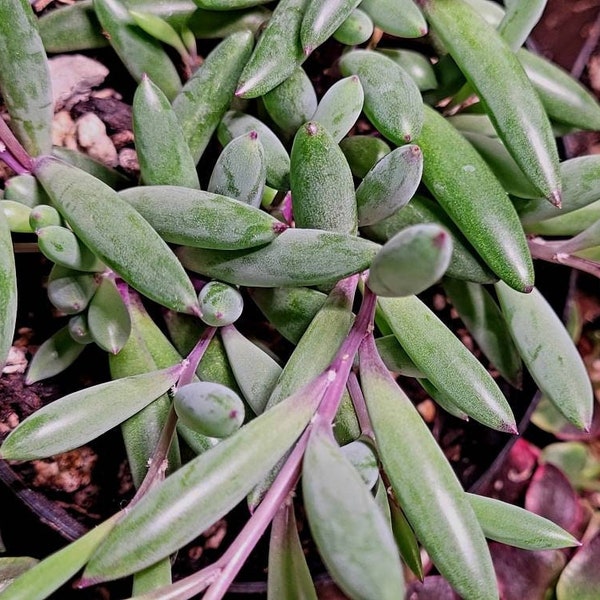 Othonna Capensis  'Ruby Necklace' ships fully rooted in 4 " and 2" pots. Great Succulent for hanging basket.