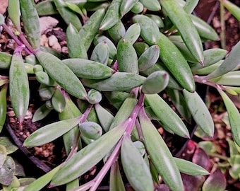 Othonna Capensis 'Ruby Necklace' est livré entièrement enraciné dans des pots de 4 "et 2". Excellente plante succulente pour suspension.