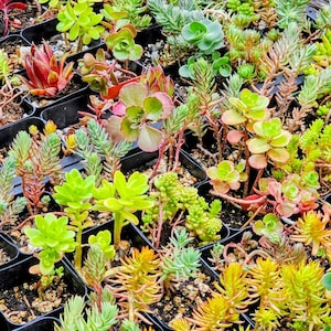 Cold Hardy Succulent Sampler- Choose 3/ 6 / 12 Varieties | Cold Hardy Zone 3-9 | Bare Root Sedum & Sempervivum Mix