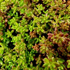 Sedum Album White Flower Stonecrop. Will grow anywhere. Extremely cold Hardy. Large amount of Hardy Sedum bare root, ready for your garden image 3